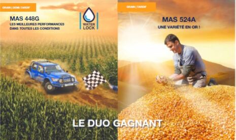 MAS Seeds, une génétique maïs grain performante au service des agriculteurs !