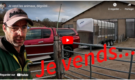 Je vends les animaux (brebis)