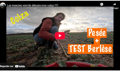Les insectes vont-ils détruire mon colza ???