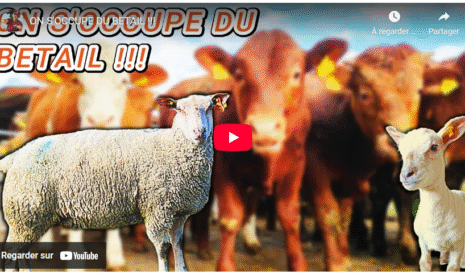 ON S’OCCUPE DU BETAIL !!!