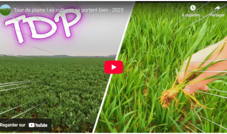 Tour de plaine Les cultures se portent bien – 2025