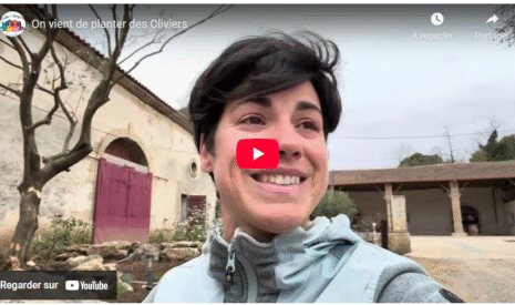 On vient de planter des Oliviers