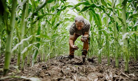 Le maïs en agriculture régénérative