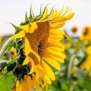 Le tournesol est capable généralement de trouver 80 unités dans le sol et il parvient souvent à en retirer 200 unités.