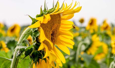 Azote, quand le tournesol fait l’impasse