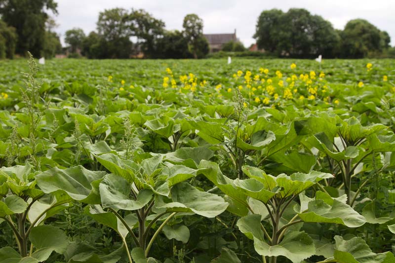 azote impasse tournesol fertilisation