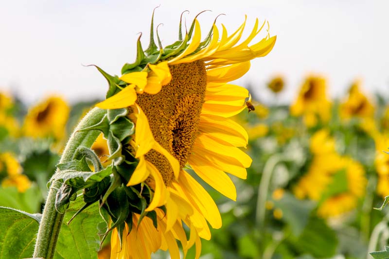 Le tournesol est capable généralement de trouver 80 unités dans le sol et il parvient souvent à en retirer 200 unités.