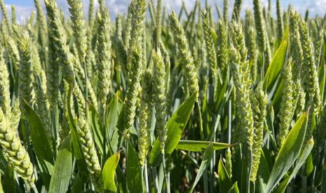 Secobra recherches : la variété de blé kingkong promue VRM