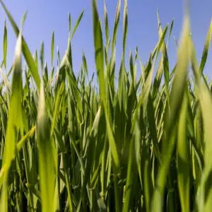 Il faut être attentif à tous les stades de la culture pour éviter les attaques d'insectes et de maladies.