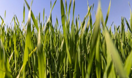 Protéger ses cultures de céréales