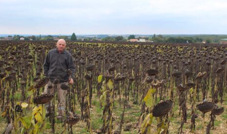 Un couvert tardif avant tournesol