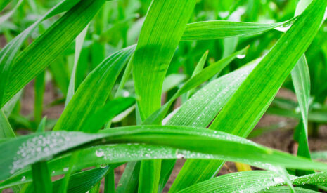 Seamac OR : un nouveau biostimulant au service d’une agriculture durable