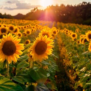 Avant l'implantation d'un tournesol, il est opportun de réaliser un faux-semis pour assainir la parcelle de ses adventices.