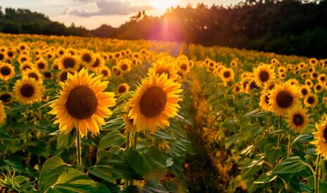 Bien désherber son tournesol est aussi bénéfique aux cultures suivantes