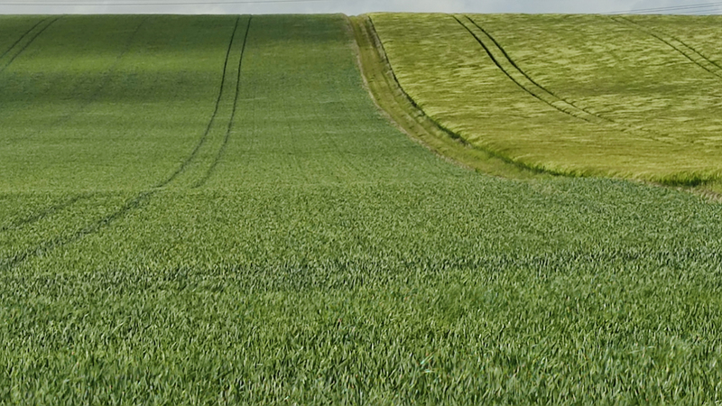 Les cultures comptent pour 30 % des gaz à effet de serre de l'agriculture française.