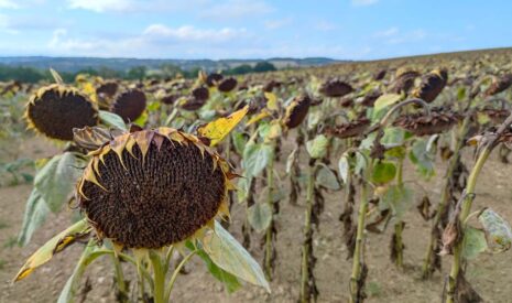 Implantation : le tournesol bio fait son trou en Normandie