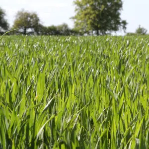 En France l'agriculture est le deuxième secteur émetteur de gaz à effet de serre. Une nouvelle géopolitique des engrais et des céréales pourrait voir le jour si l'Europe devait décarboner ses productions.