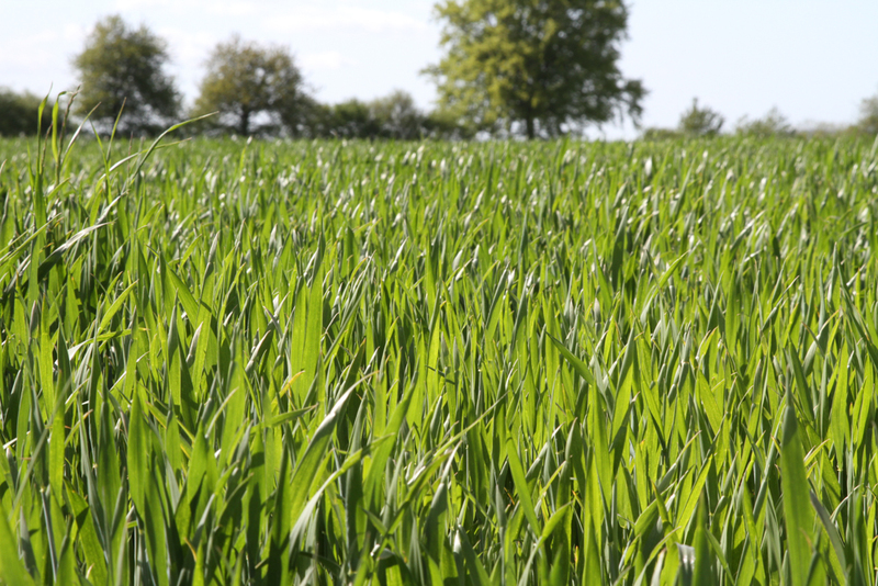 En France l'agriculture est le deuxième secteur émetteur de gaz à effet de serre. Une nouvelle géopolitique des engrais et des céréales pourrait voir le jour si l'Europe devait décarboner ses productions.