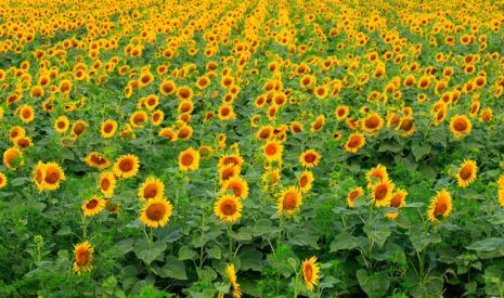 Variétés et semis… donnez le bon départ à votre tournesol !