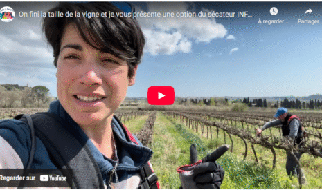 Fin de la taille de la vigne