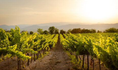 Le Lobesia Pro Clip de M2i Group reçoit un prix pour sa solution durable de protection des vignes sans pesticide