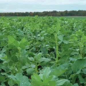 colza legumineuse feverole