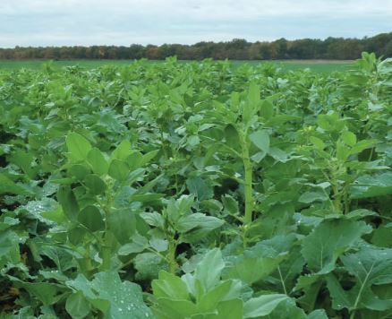 colza legumineuse feverole