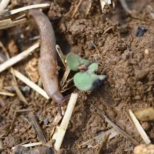 La voracité des limaces peut mettre à mal un colza juste levé.