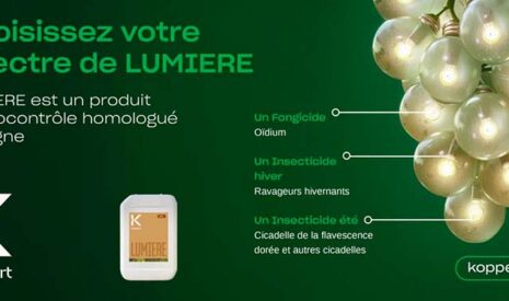 Koppert lance Lumière, l’alternative aux pyrèthres naturels contre la cicadelle de la flavescence dorée