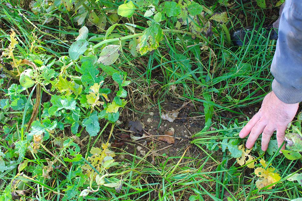 Les rangs de colza désherbé apparaissent au milieu de la féverole. © TL