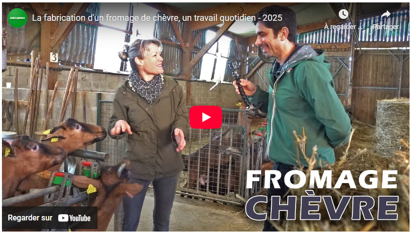 la fabrication d'un fromage de chèvre, un travail quotidien 2025
