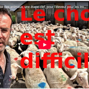 la mise à l'herbe des animaux, une étape clef, pour l’éleveur, pour les troupeaux gestion !!