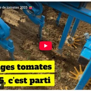 premier binage de tomates 2025