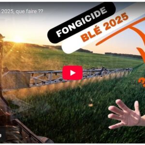 fongicides blé 2025 que faire