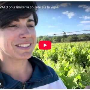 250523 on teste le bovato pour limiter la coulure sur la vigne