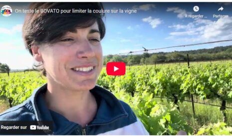 On teste le BOVATO pour limiter la coulure sur la vigne