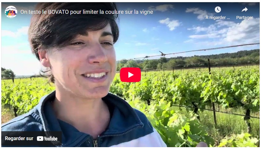 250523 on teste le bovato pour limiter la coulure sur la vigne