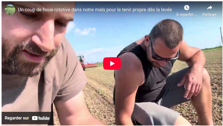 un coup de houe rotative dans notre maïs pour le tenir propre dès la levée