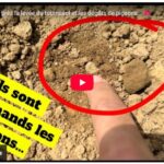 Gaël Blard surveille de près la levée du tournesol et les dégâts de pigeons…