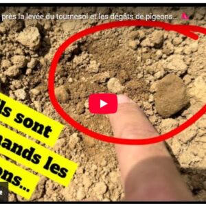 je surveille de près la levée du tournesol et les dégâts de pigeons…