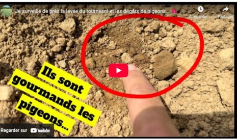 Gaël Blard surveille de près la levée du tournesol et les dégâts de pigeons…