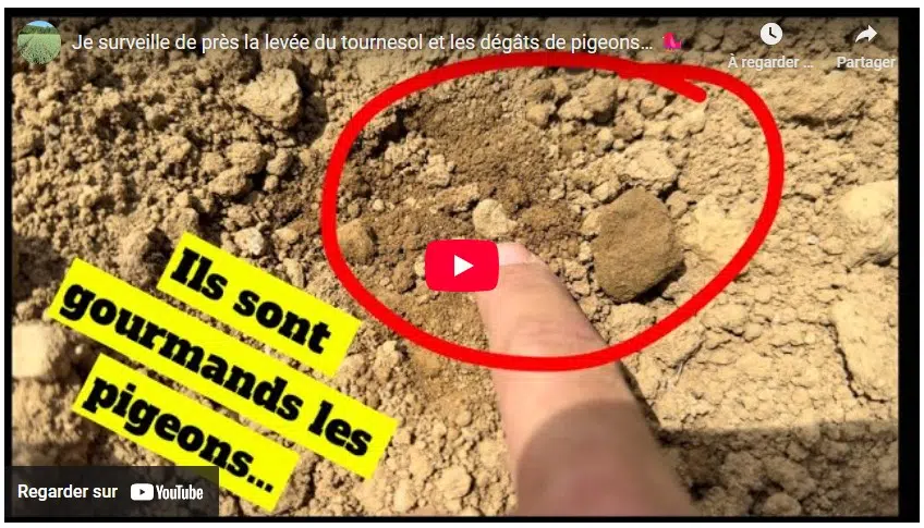 je surveille de près la levée du tournesol et les dégâts de pigeons…