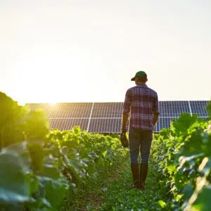 farmer is walking through his crop field at sunset, checking on his crops and solar panels