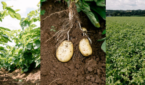 Les performances des biosolutions Algomel® d’Olmix validées par HZPC, spécialiste du plant de pomme de terre