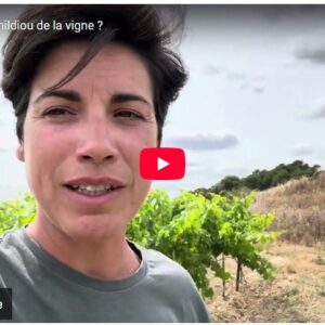 c’est quoi le mildiou de la vigne