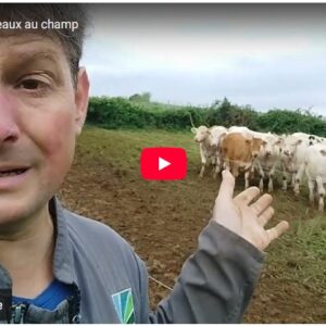 sevrage des veaux au champ