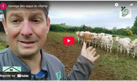 Sevrage des veaux au champ
