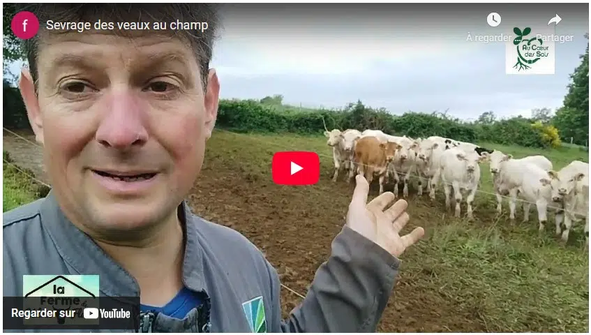 sevrage des veaux au champ