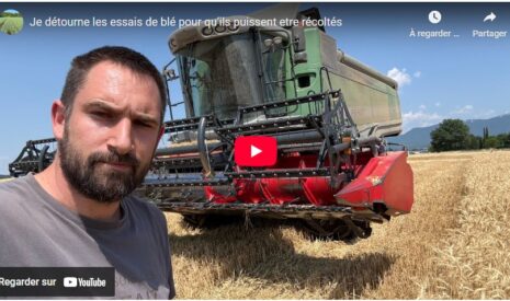 Gaël Blard détourne les essais de blé pour qu’ils puissent être récoltés