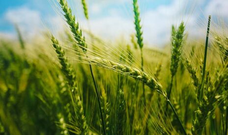 Prediview by Bayer : nouveau modèle pour une protection fongicide optimisée des blés 